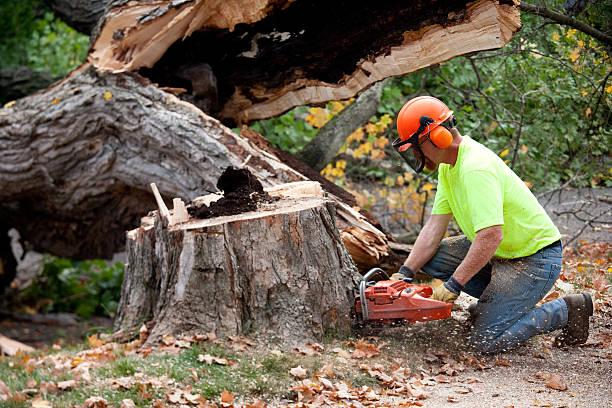 Professional Tree Service in Spring Glen, UT